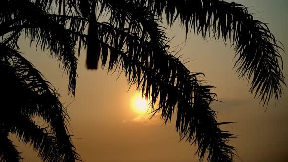 Sunset View Through Coconut Palm Tree Leaf on Tropical Sea. Travel Destination