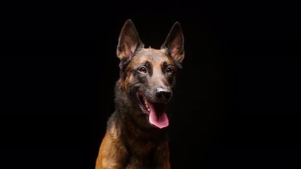 Portrait of a Shorthair Brown Dog Barking on Black Background