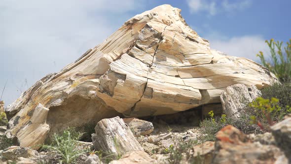 Petrified Wood Bark Fossil