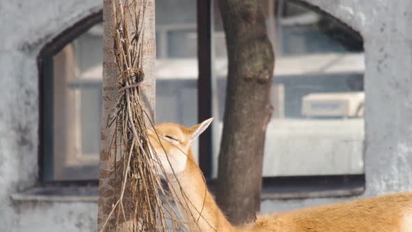 Slow Motion Video of an Adult Llama with a Reddish Tint of Hair