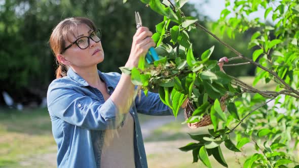 Woman Caring for Lilac Bush Removing Dry Faded Flowers with Pruners