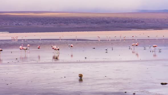 Flamingos on Laguna Colorada in Bolivia