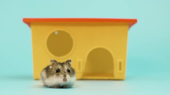 Closeup of a small funny miniature jungar hamster sitting at small yellow plastic rat 