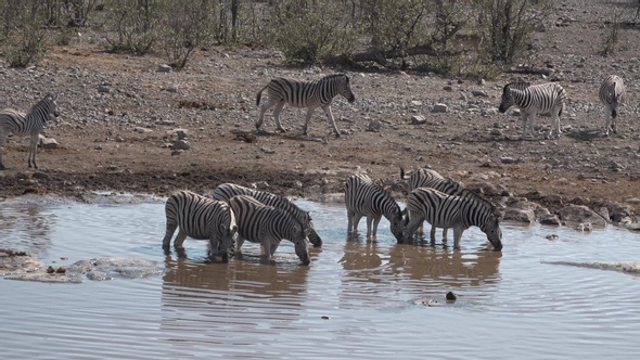 Zebras drink water in the pond. Africa. Namibia.