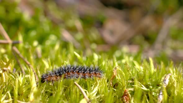 Caterpillar Crawling Along Green Moss in a Wild Forest.