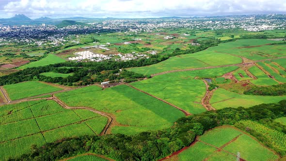 Aerial view of sugar cane fields, Black River region, Mauritius