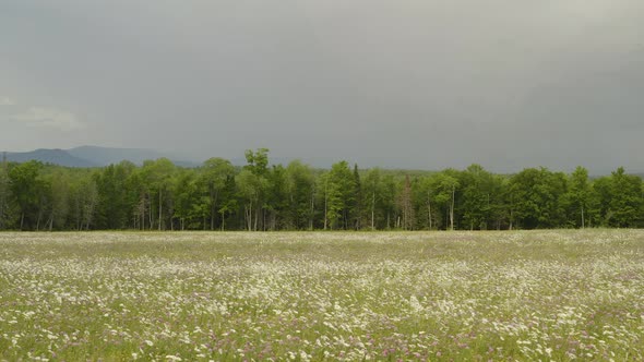 Storm brews above wildflower field, Slider left to right shot