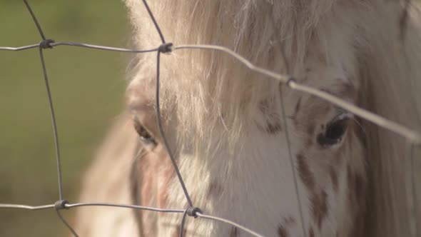 Relaxed pony in a field