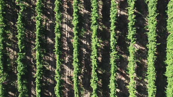 Rows with Shrubs of a Vineyard Ripening Under the Hot Sun