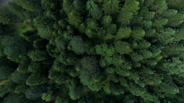 Aerial View From Above Pine Forest and Trees