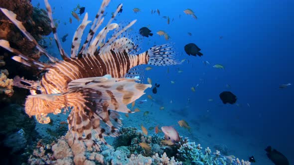 Underwater Scene Lion-Fish