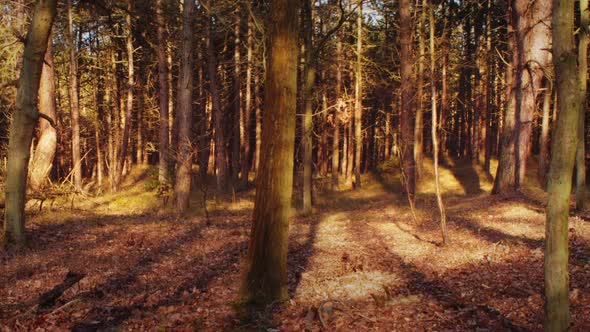 Timelapse of sunlight and shadows in a forest ZOOM IN EASE