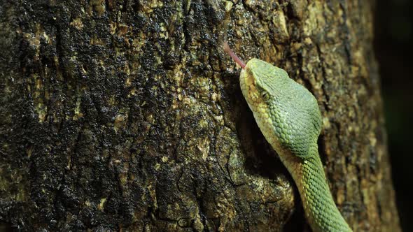 Closeup head shot of a Bamboo Pit Viper snake constantly flicking out its forked tongue to sense the