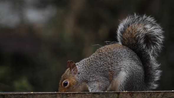 Grey Squirrel, Sciurus carolinensis, in back garden. UK