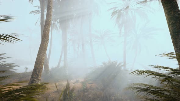 Coconut Palms in Deep Morning Fog