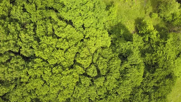 Aerial view of green forest with canopies of summer trees swaying in wind.