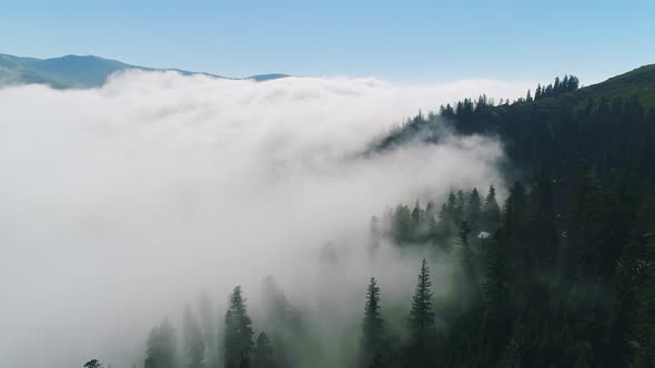 Forest In The Clouds