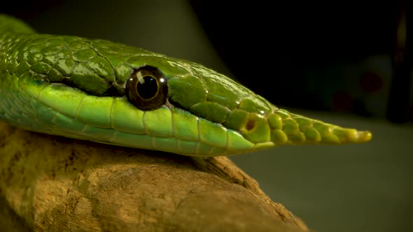 Rhinoceros Ratsnake or Rhynchophis Boulengeri. Also Known As Rhinoceros Snake or Green Unicorn