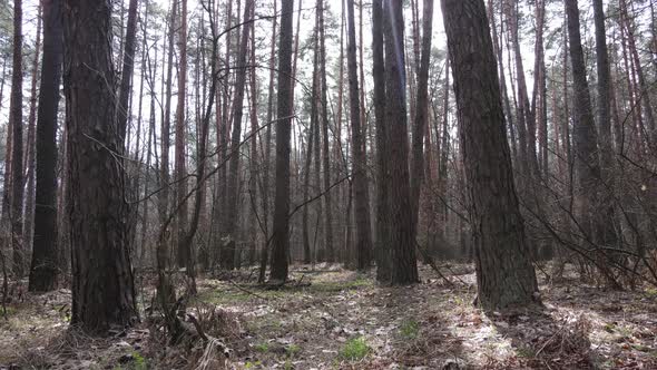 Trees in a Pine Forest During the Day Aerial View