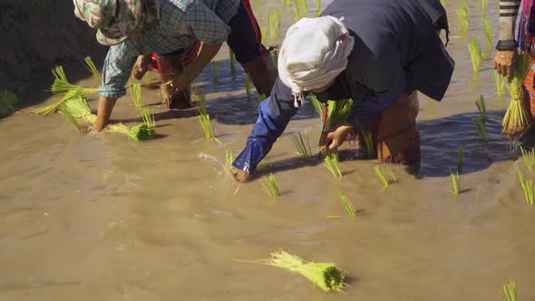 Group of farmers growing seedling rice in paddy field in rural area, traditional rice