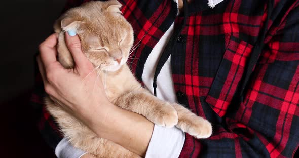 Woman's hand caressing a happy red cat, cuddling at home