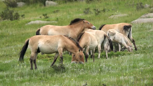 Wild Przewalski Horses in Natural Habitat in The Geography of Mongolia