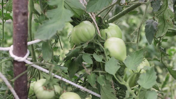 Unripe Green Tomatoes Hang on a Branch in the Greenhouse