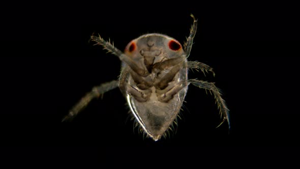 Adult Larva of the Water Bug Notonecta Glauca Under a Microscope