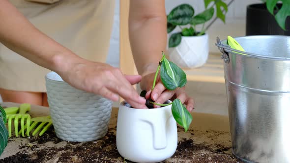 Woman hands transplants a potted houseplant philodendron brasil into a new ground in a white pot wit