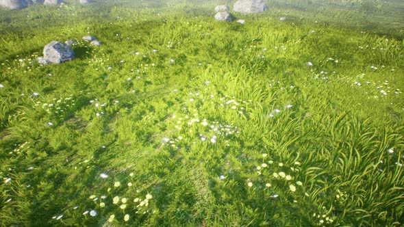 3D Grass Field Ver.1 alt