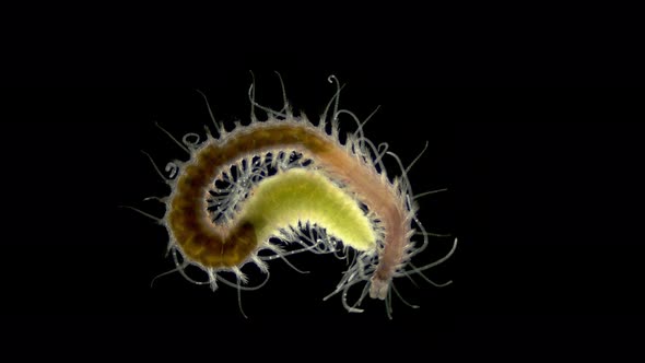 Polychaeta Worm Syllis Prolifera Under a Microscope Family Syllidae the Back of the Body is Called