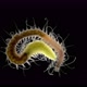 Polychaeta Worm Syllis Prolifera Under a Microscope Family Syllidae the Back of the Body is Called - VideoHive Item for Sale