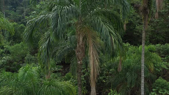 Aerial view showing a palm tree with a few bird nests in it
