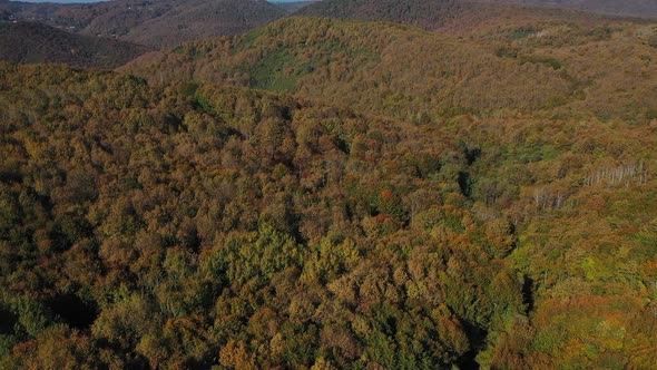 Aerial Autumn Forest