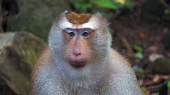 Monkey in A Tropical Jungle, Sitting on Stones. Looks at The Camera, Portrait of A Monkey, Emotions