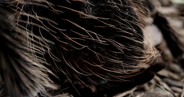 Close up macro tarantula hairs - close up arachnid