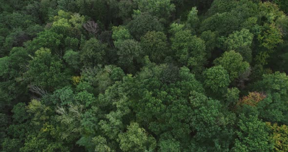 Drone Flight Over The Forest