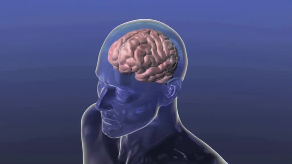 Neural Network with zoom into a Synapse and release of a Neurotransmitter. alt