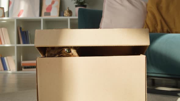 Bengal Cat Sitting in Cardboard Box in Living Room