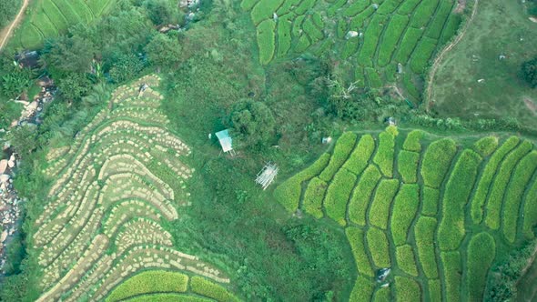 Aerial View of Nang Lae Nai Rice Terraces in Chiang Rai Chiang Mai Province Thailand