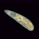 Worm Gyratrix Hermaphroditus Under a Microscope, Polycystididae Family, Turbellaria Class - VideoHive Item for Sale