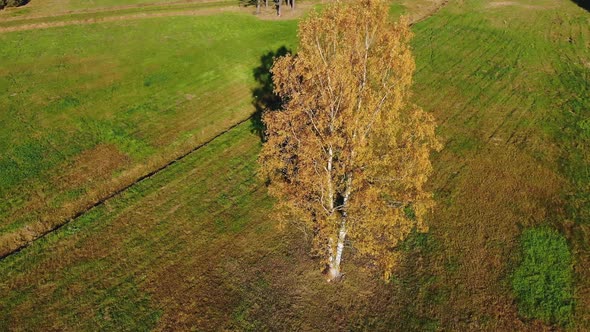 Lonely Birch Among Meadow with Withered Grass in Autumn