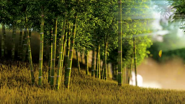 Bamboo Forest with Morning Sunlight