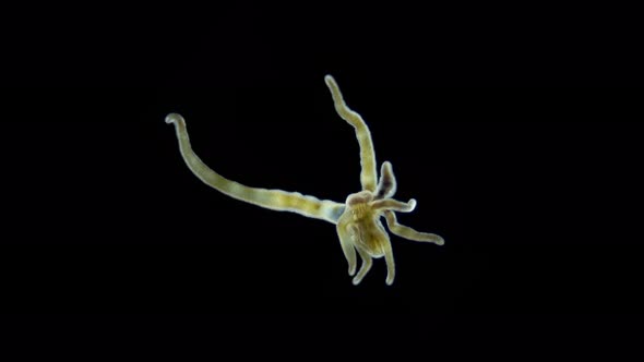 Larva of Sea Anemone Actiniaria Under Microscope Class Anthozoa Phylum Cnidaria