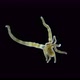 Larva of Sea Anemone Actiniaria Under Microscope Class Anthozoa Phylum Cnidaria - VideoHive Item for Sale