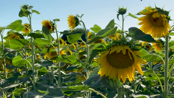 Sunflower Field