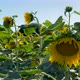 Sunflower Field - VideoHive Item for Sale