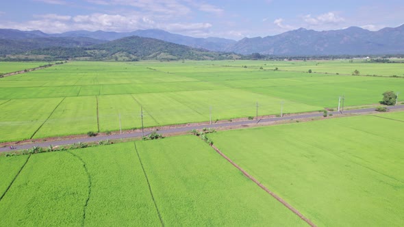 Aerial flyover green agricultural rice farm fields and mountain range in backgro8und - Bonao,Dominic