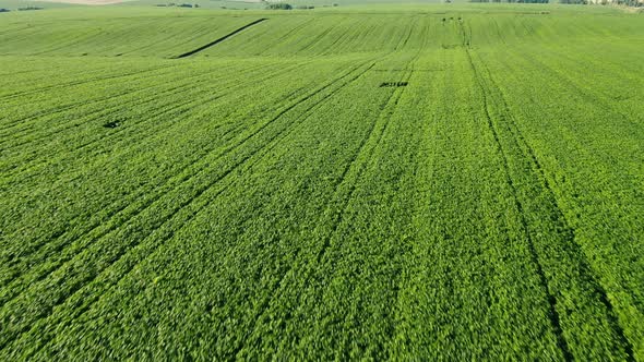 Drone View of Agricultural Field with Green Plants on Sunny Summer Day in Nature