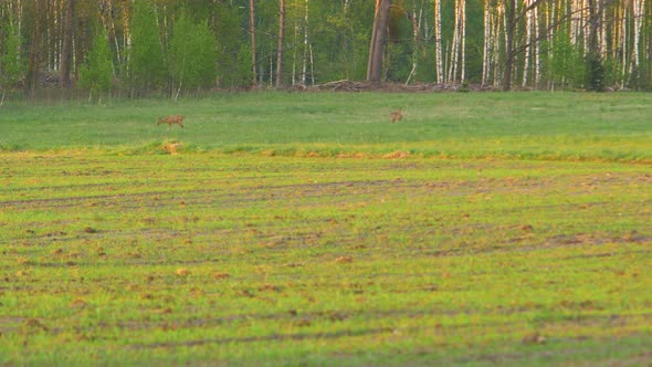 Two European roe deer (Capreolus capreolus) walking and eating on a field in the evening, golden hou